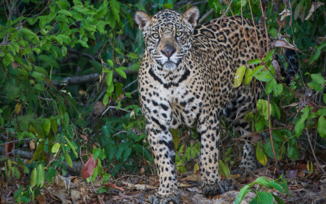 Jaguar • Pantanal, Brazil
