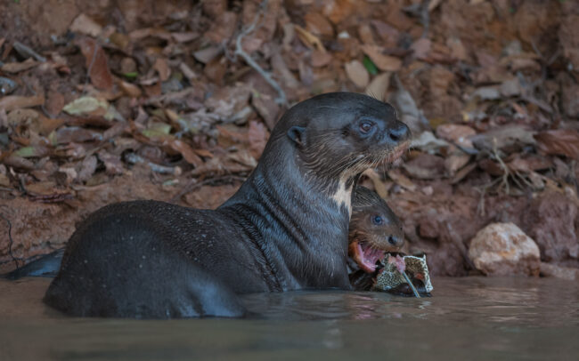 Giant Otter • Pantanal, Brazil