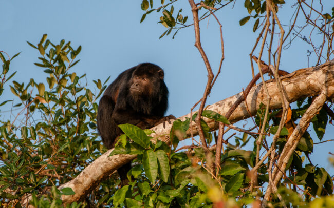 Black Howler Monkey • Pantanal, Brazil