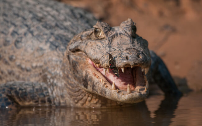 Yacaré Caiman and Butterfly • Pantanal, Brazil