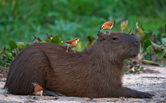 Capybara and Pale Legged Horneros • Pantanal, Brazil