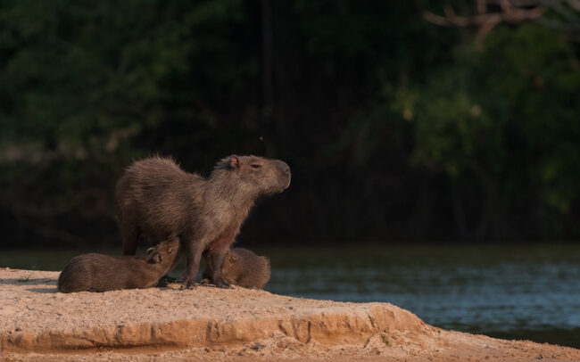 Capybara Mother with Pups • Pantanal, Brazil