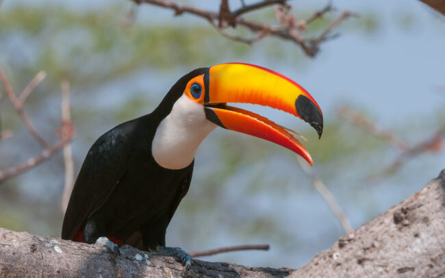 Toco Toucan • Pantanal, Brazil