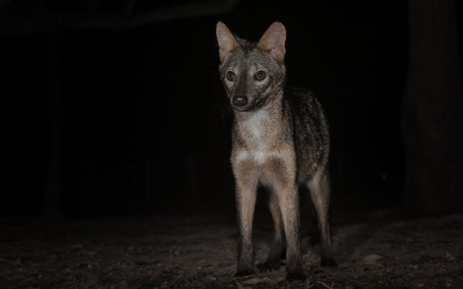 Crab-Eating Fox • Pantanal, Brazil