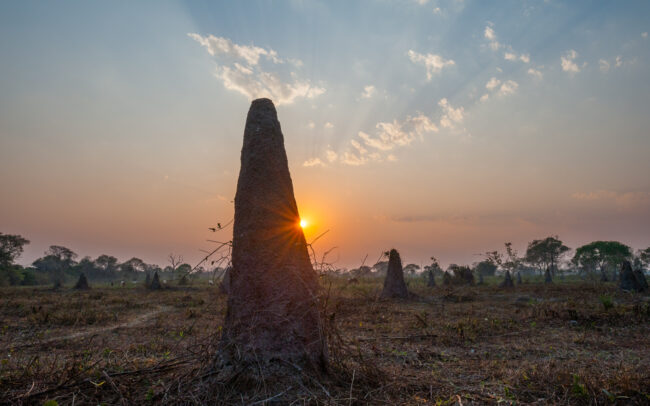 Termite Mound Landscape • Pantanal, Brazil