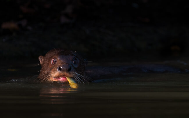 Giant Otter • Pantanal, Brazil