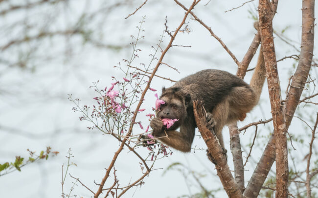 Black Howler Monkey • Pantanal, Brazil