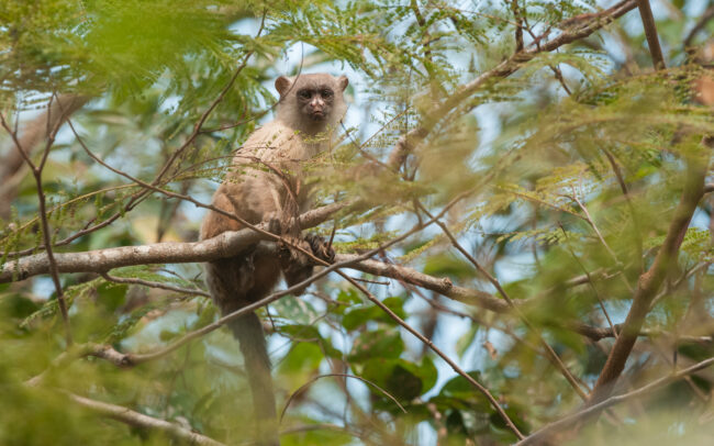 Black-Tailed Marmoset • Pantanal, Brazil