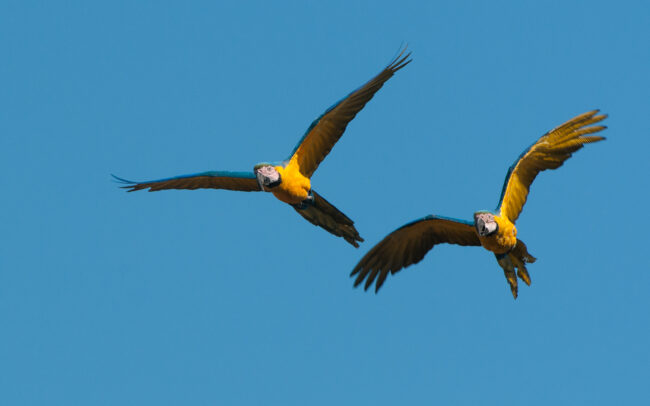 Blue and Yellow Macaws • Hyacinth Valley, Brazil