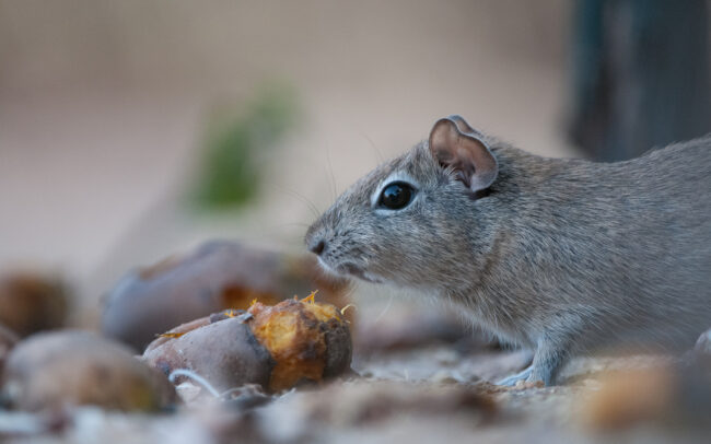 Brazilian Guinea Pig • Hyacinth Valley, Brazil
