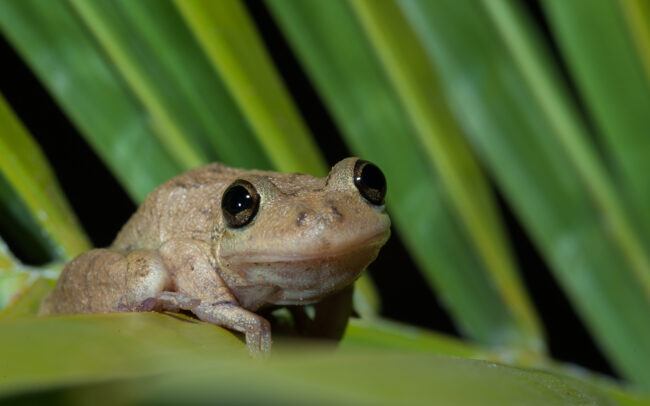 Tree Frog • Piaui State, Brazil