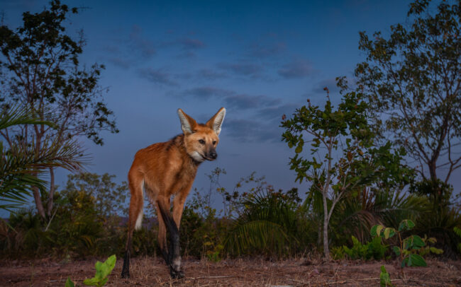 Maned Wolf • Piaui State, Brazil