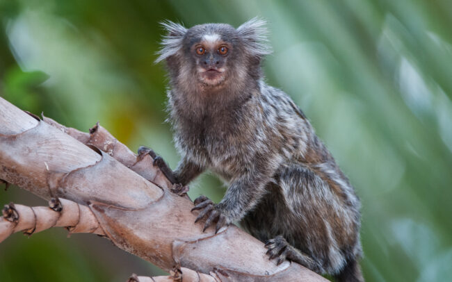 White Tufted-Ear Marmoset • Piaui State, Brazil