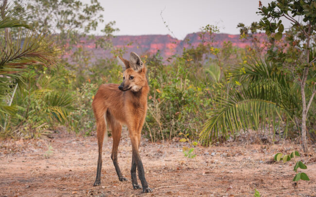 Maned Wolf • Piaui State, Brazil