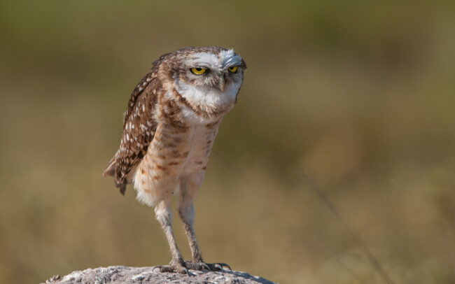 Burrowing Owl • Piaui State, Brazil