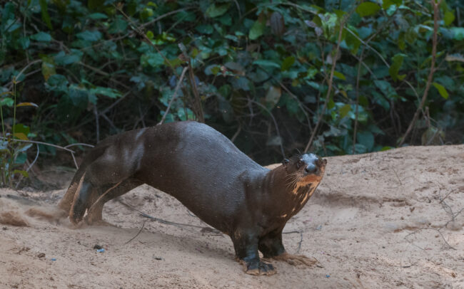Giant Otter • Pantanal, Brazil