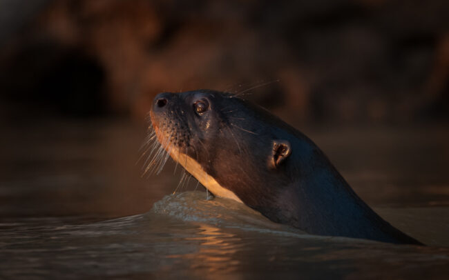 Giant Otter • Pantanal, Brazil