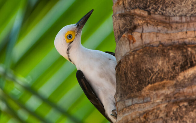 White Woodpecker • Hyacinth Valley, Brazil
