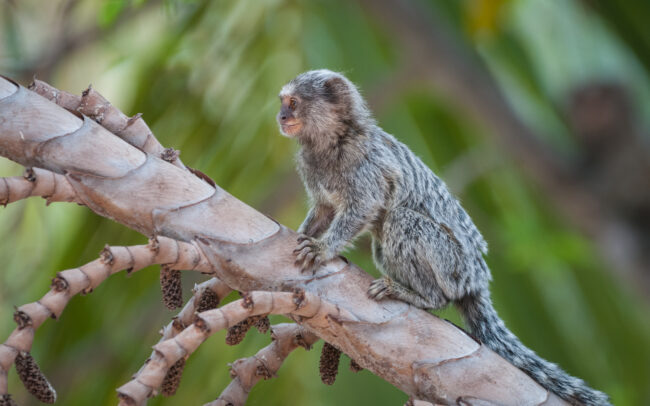 White Tufted-Ear Marmoset • Piaui State, Brazil