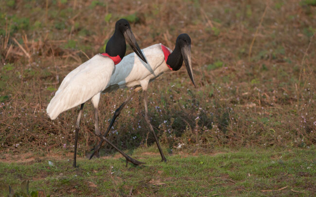 Jabiru Storks • Pantanal, Brazil