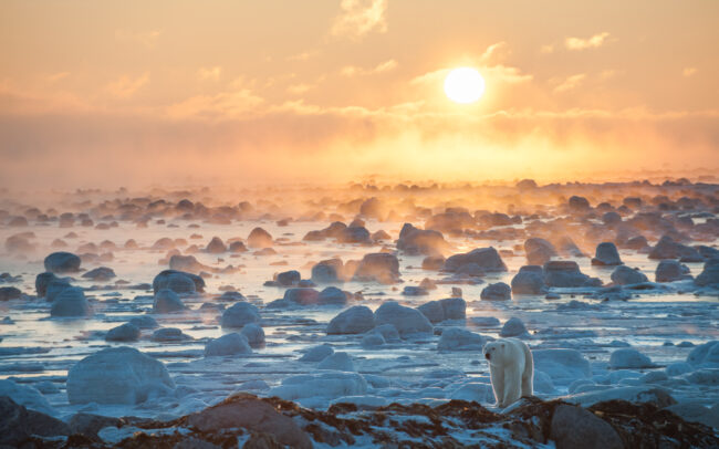 Polar Bear • Seal River, Manitoba, Canada