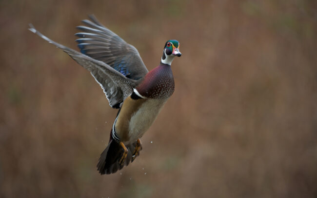 Wood Duck Flight • Reifel Bird Sanctuary, Vancouver, Canada