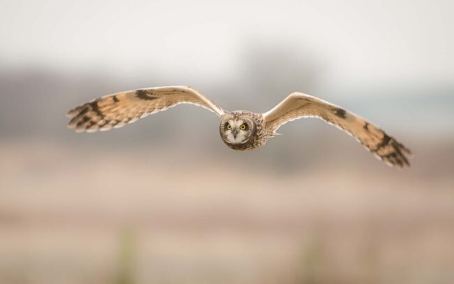 Short Eared Owl • Boundary Bay, British Columbia, Canada