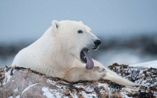 Polar Bear • Seal River, Manitoba, Canada