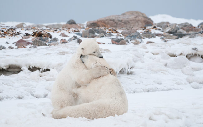 Polar Bear Hug • Seal River, Manitoba, Canada
