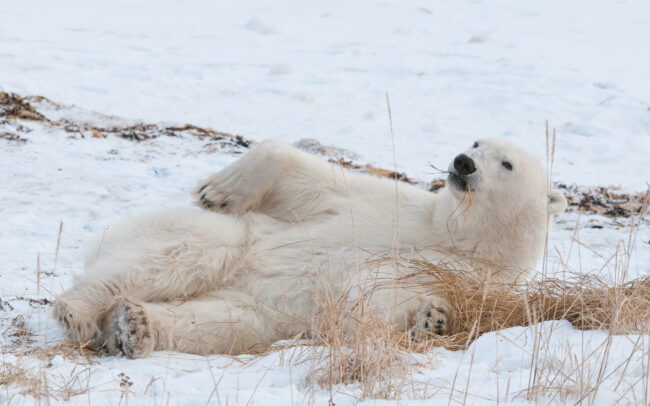 Polar Bear • Seal River, Manitoba, Canada