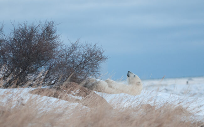 Polar Bear • Seal River, Manitoba, Canada