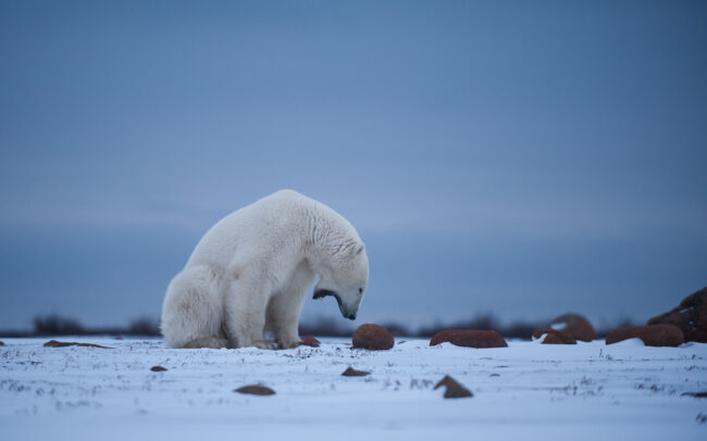 Polar Bear • Seal River, Manitoba, Canada