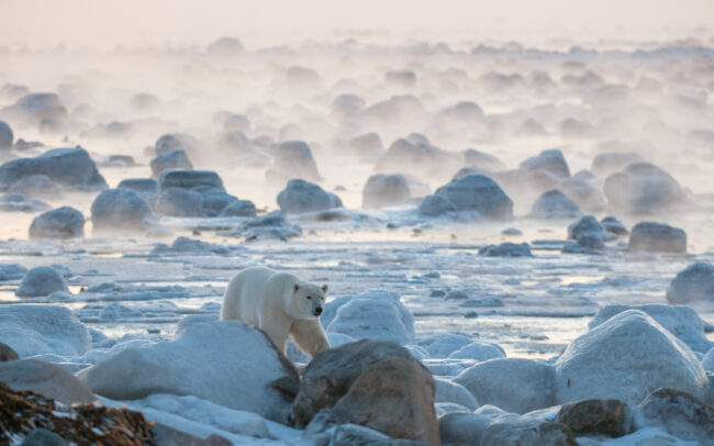 Polar Bear • Seal River, Manitoba, Canada