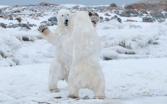 Dancing Polar Bears • Seal River, Manitoba, Canada