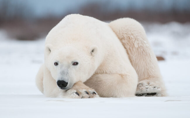 Polar Bear • Seal River, Manitoba, Canada