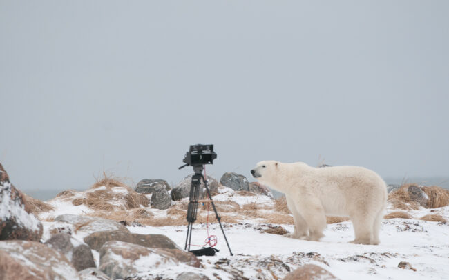 Polar Bear • Seal River, Manitoba, Canada