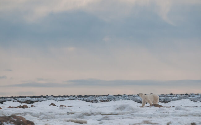 Polar Bear • Seal River, Manitoba, Canada