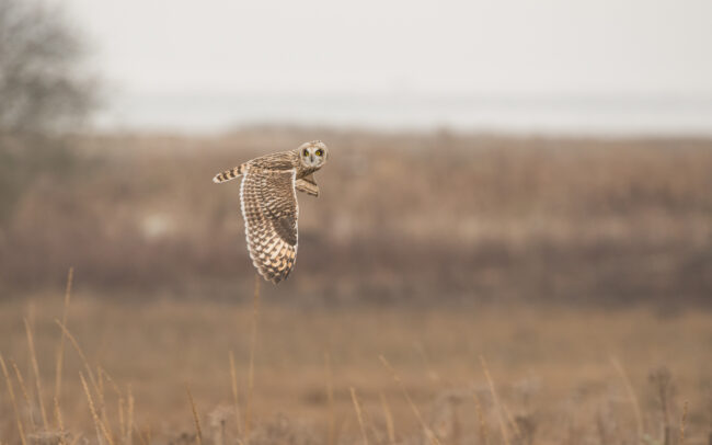 Short Eared Owl • Boundary Bay, British Columbia, Canada