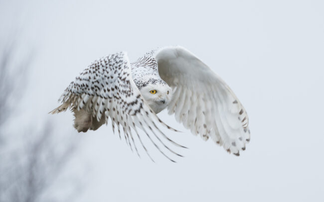 Snowy Owl • Boundary Bay, British Columbia, Canada