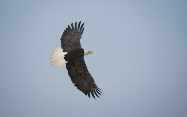 Bald Eagle • Boundary Bay, British Columbia, Canada