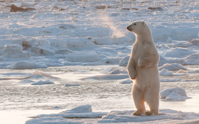 Polar Bear • Seal River, Manitoba, Canada