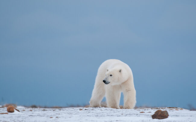 Polar Bear • Seal River, Manitoba, Canada