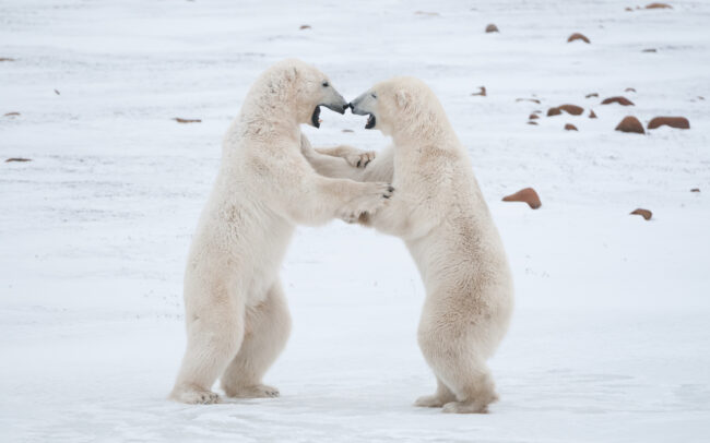 Dancing Polar Bears • Seal River, Manitoba, Canada