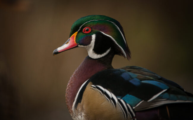 Wood Duck Portrait • Reifel Bird Sanctuary, Vancouver, Canada