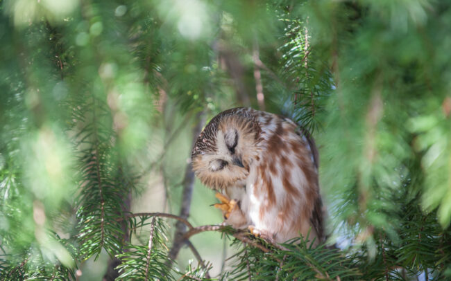 Saw-Whet Owl • Reifel Bird Sanctuary, Vancouver, Canada