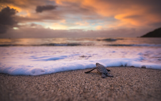 Leatherback Hatchling • Grande Riviere, Trinidad