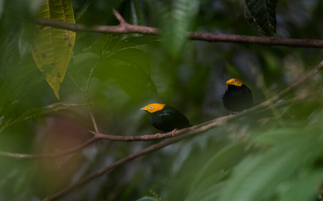 Golden Headed Manakins • Asa Wright Nature Center, Trinidad