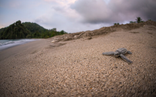 Leatherback Hatchling • Grande Riviere, Trinidad