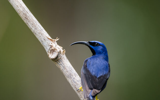 Purple Honeycreeper • Asa Wright Nature Center, Trinidad