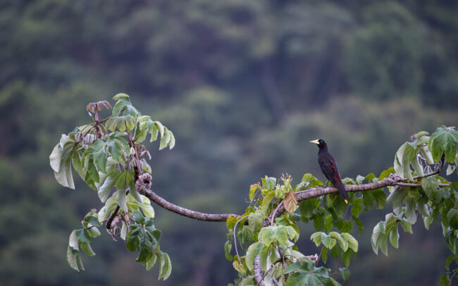 Oropendola • Asa Wright Nature Center, Trinidad
